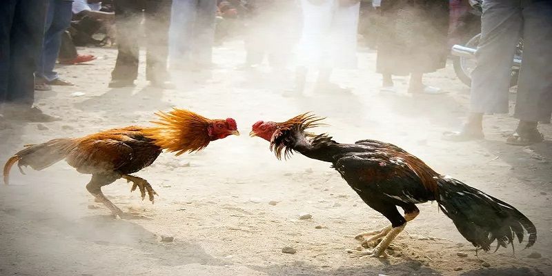 Đánh giá của người chơi Oke88 - Oke88