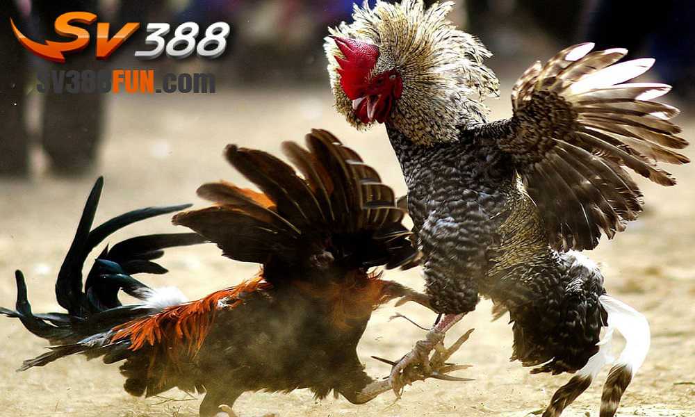 Tôi có cần phải trả phí để mở tài khoản game cấp Ev8 không? - Ev8